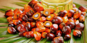 palm, palm kornels, fruits, oil, orange, cpo, pko, red, green, tropycal, tropycal oils
