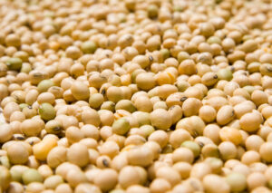 Soybean crops and stocks