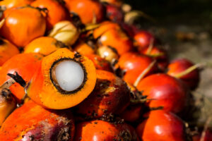 palm, palm fruits, fruits, crops, seeds, oil, palm oil, cpo, cpko, pko, tropical fruits, tropical oils, red, orange, white,